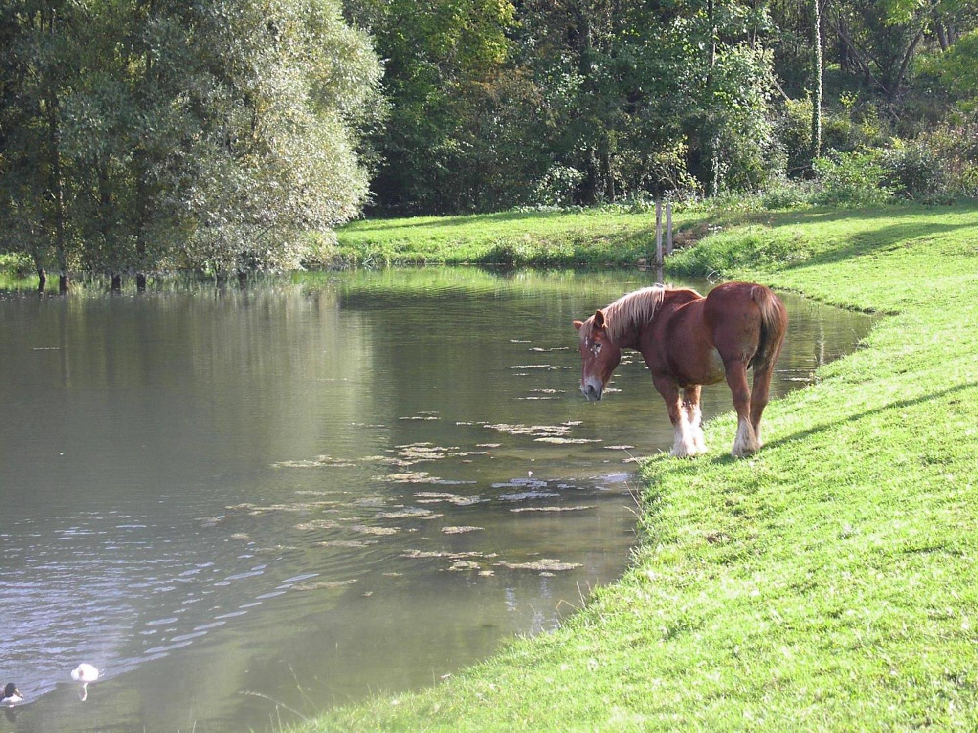 Domaine Du Moulin De L'Etang Acomodação com café da manhã Châtillon-sur-Marne Exterior foto